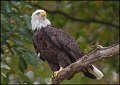 _1SB7987 american bald eagle